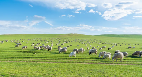 ��̬����